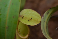 Leptomyrmex nigriceps