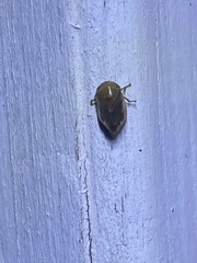 Clastoptera testacea