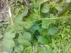 Hibiscus diversifolius diversifolius