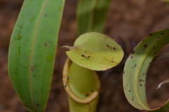 Leptomyrmex nigriceps
