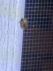 Clastoptera testacea