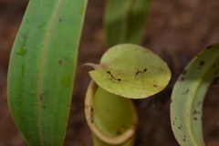 Leptomyrmex nigriceps
