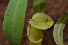 Leptomyrmex nigriceps