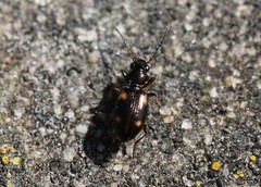 Bembidion quadrimaculatum