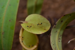 Leptomyrmex nigriceps