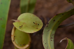 Leptomyrmex nigriceps