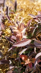 Salix cascadensis