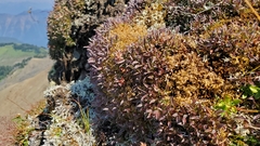 Salix cascadensis