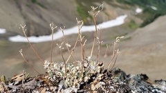 Draba novolympica