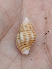 Clivipollia pulchra