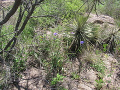Tradescantia gigantea