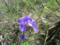 Tradescantia gigantea