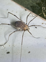 Hadrobunus maculosus