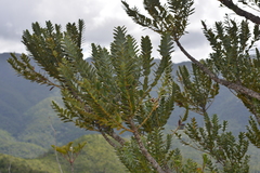 Agathis ovata