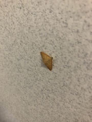 Pyrausta pseudonythesalis