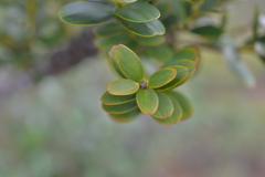 Agathis ovata