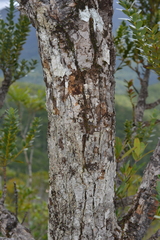 Agathis ovata