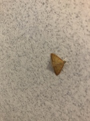 Pyrausta pseudonythesalis