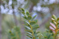 Agathis ovata