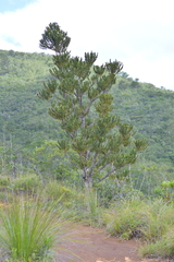 Agathis ovata