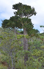 Agathis ovata
