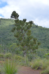Agathis ovata