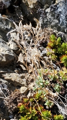 Draba lonchocarpa