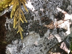 Psoroma hypnorum