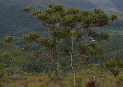 Agathis ovata