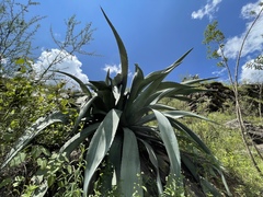 Agave mapisaga