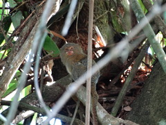 Cebuella niveiventris