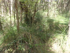 Leucopogon fasciculatus