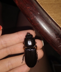 Odontotaenius striatopunctatus