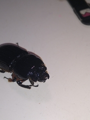 Odontotaenius striatopunctatus