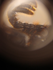 Odontotaenius striatopunctatus