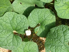 Trichosanthes scabra