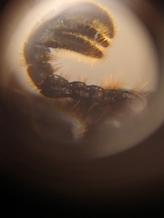 Odontotaenius striatopunctatus