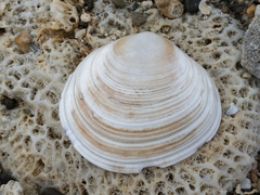 Cyclotellina