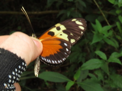 Heliconius hecale melicerta