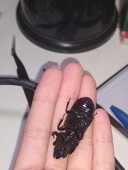 Odontotaenius striatopunctatus