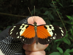 Heliconius hecale melicerta