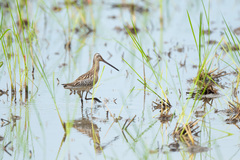 Limnodromus semipalmatus