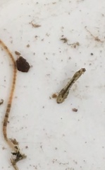Austrosimulium