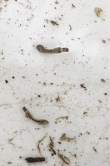 Austrosimulium