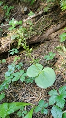 Neottia banksiana