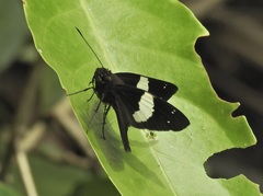 Notocrypta waigensis
