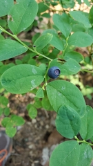 Vaccinium alaskaense