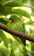 Brotogeris jugularis