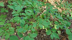Vaccinium alaskaense