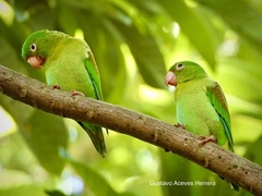 Brotogeris jugularis